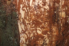 Na trasie leśnej wędrówki można zaobserwować stojące, martwe drzewa, niejednokrotnie z odpadającą korą. Często widoczne są, zarówno na korze jak i drewnie, ślady żerowania owadów – korytarze i otwory prowadzące w głąb pnia.