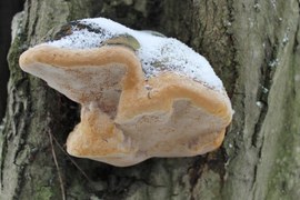Pięknie prezentują się zimą huby – owocniki grzybów nadrzewnych (należą do grzybów podstawkowych). Wyrastają na martwym drewnie (saprotrofy) lub na żywych drzewach (pasożyty). Owocniki mogą być jednoroczne lub wieloletnie.