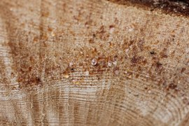 Na przekroju poprzecznym pni ściętych drzew iglastych można zaobserwować krople żywicy. Żywica służy roślinom do zabezpieczania miejsc będących ranami drzewa. Kopalna żywica to bursztyn (jantar, amber), który ma zastosowanie w jubilerstwie.