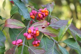 Podczas leśnych spacerów uwagę przyciąga wyjątkowo dekoracyjny o tej porze roku krzew – trzmielina zwyczajna. Jej liście jesienią przybierają barwę purpurowoczerwoną. Charakterystyczne owoce są bardzo silnie trujące.
