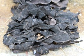 W lesie można zaobserwować gniazda mrówek zbudowane w martwym drewnie, np. kartoniarki czarnej. Ich wnętrze zbudowane jest z tzw. masy kartonowej, produkowanej z kawałeczków drewna, rozgniatanych żuwaczkami i zwilżanych śliną.