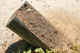 Mrówki potrafią zadziwić. Ich gniazda to nie tylko kopce zbudowane z gałązek i igliwia. Są gatunki preferujące np. pnie drzew żywych lub martwych. Zaprezentowana na zdjęciu spróchniała kłoda została zasiedlona przez mrówki rudnice.
