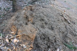 Kopce mrówek po zimie są często w opłakanym stanie (rozgrzebane i z dziurami). Widać w nich m.in. lejkowate otwory – ślady po dziobie dzięcioła zielonego. Ptaki te są amatorami mrówek, odnajdują mrowiska pod grubą warstwą śniegu.