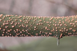 W lesie bukowym można zauważyć „cętkowane” pędy, które są objawem choroby wywoływanej przez grzyby. Na tych czerwonych poduszeczkach powstaną zarodniki. Choroba ta nie ma w lasach większego znaczenia.