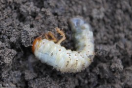 Trwa rójka chrabąszczy majowych. Samice składają jaja do gleby; pędraki (larwy) wylęgają się po ok. 5 tygodniach. Ogryzają korzenie roślin – drobne zgryzają całkowicie, grubsze pozbawiają kory. Są zaliczane do leśnych szkodników.