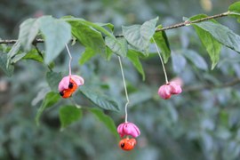 Podczas leśnej wędrówki uwagę przyciągają zadziwiające owoce trzmieliny brodawkowatej. Różowa torebka pęka czterema klapami, wisi na długiej szypułce. Nasiona są czarne i kuliste, okryte czerwoną osnówką. Są trujące.