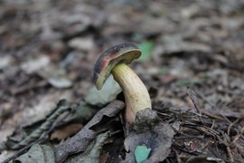 Po ostatnich deszczach las zaczął pachnieć grzybami. Pojawiły się grzyby jadalne i trujące. Można zaobserwować duże okazy oraz małe. Jednak tych małych lepiej nie zbierać. Warto poczekać, aż w pełni się rozwiną i ich cechy będą jednoznaczne.