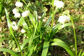 Są sygnały, że pojawiły się pierwsze rośliny kwitnące – zwiastuny wiosny. Najbardziej znane to śnieżyca wiosenna (na zdjęciu) i śnieżyczka przebiśnieg. W lutym można także wypatrywać kwiatów m.in. wawrzynka wilczełyko i olszy czarnej.