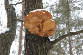 Wysoko, w koronach drzew można zaobserwować zadziwiające twory, jak np. widocznego na zdjęciu grzyba. Jest to owocnik hubiasty, przylegający do pnia drzewa bokiem. Może rozwijać się na tym samym podłożu przez wiele lat.