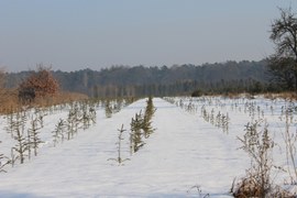 Utrzymująca się w leśnych szkółkach śnieżna pokrywa jest dla roślin bardzo korzystna – chroni przed przemarzaniem. Ta śnieżna pierzynka dobrze izoluje, ponieważ zatrzymuje powietrze. Pod nią temperatura rzadko spada poniżej zera.