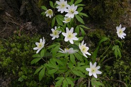 Już są! Zawilce, fiołki i wiele innych wiosennych kwiatów. Na zdjęciu zawilce gajowe, nazywane anemonami. To od nazwy łacińskiej - Anemone nemorosa. Roślina jest piękna, jednak zawiera we wszystkich organach substancje drażniące i trujące.