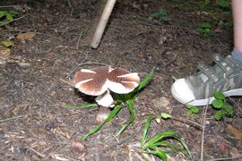 W lesie wysyp grzybów, a więc ciekawostka: pod powierzchnią równą przeciętnej stopie ludzkiej znajduje się około 200 km nitkowatej grzybni. Chrońmy grzyby, są niezbędne dla prawidłowego funkcjonowania lasów.