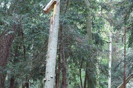 Po ostatnich silnych wiatrach, w lasach należy zachować szczególną ostrożność. W wielu nadleśnictwach, w trosce o bezpieczeństwo gości lasu, wprowadzono okresowe zakazy wstępu. Uszkodzone drzewostany są dużym zagrożeniem.