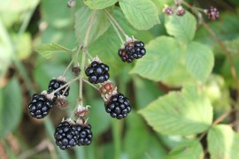 Pojawiły się owoce jeżyny – są złożone z wielu pestkowców, zrośniętych ze sobą i z dnem kwiatowym. W pełni dojrzałe są czarne, z odcieniem granatowym lub fioletowym. Są bardzo smaczne, spożywane w stanie świeżym lub przetworzonym.