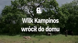 Wilk Kampinos wrócił do domu