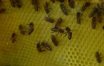 Pszczoły nie tylko bzyczą i żądlą