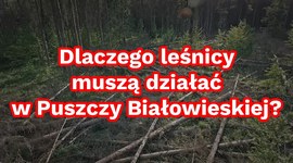 Dlaczego leśnicy muszą działać w Puszczy Białowieskiej?