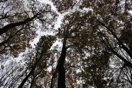 Wielkie zbieranie żołędzi w lasach Warmii i Mazur