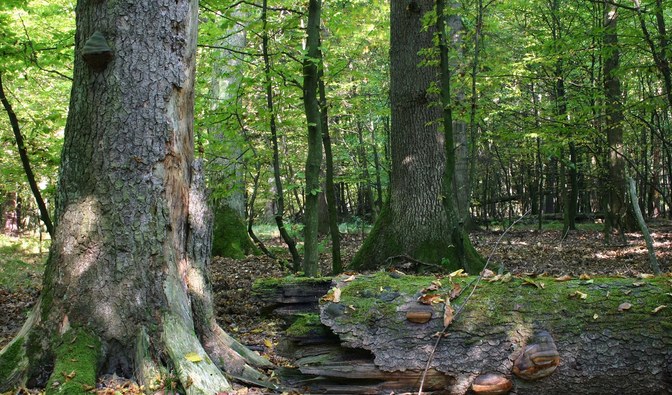 Rezerwaty lasów lubaczowskich czekają na odkrywców