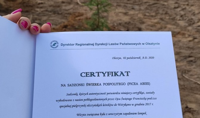 Fotografia przedstawia certyfikat na sadzonki świerka pospolitego.