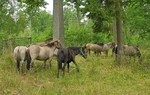 Koniki polskie pomagają leśnikom