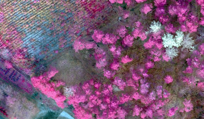 Obraz z kamery drona - fragment lasu w podczerwieni. Fot. Arch. RDLP w Warszawie