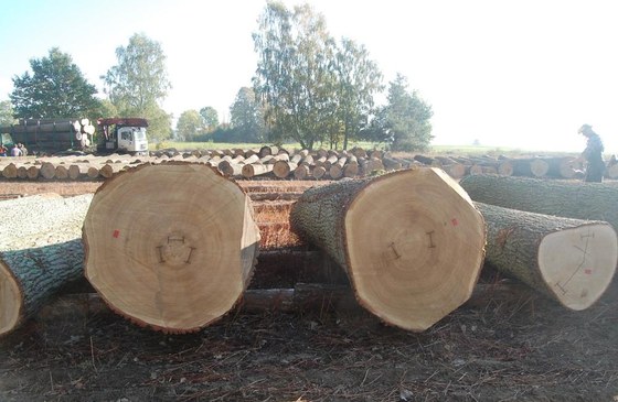 Submisja drewna dębowego w RDLP w Toruniu