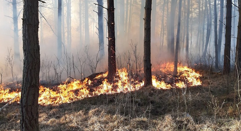 Na zdjęciu widać ogień, który niszczy drzewa i trawy w lesie/ Fot. Krzysztof Mirecki
