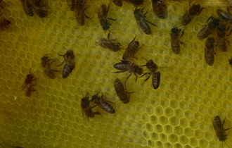 Pszczoły nie tylko bzyczą i żądlą