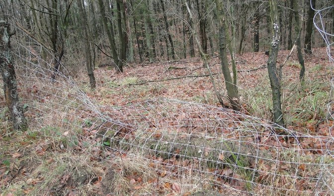 Uszkodzone ogrodzenie uprawy leśnej