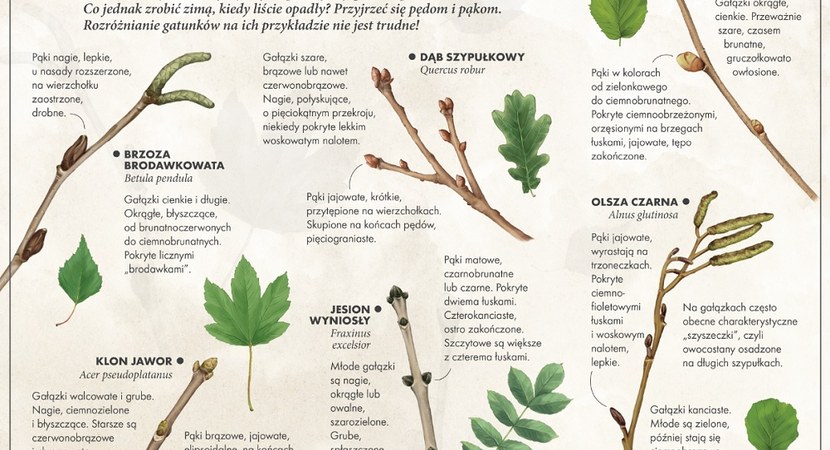 Pędy i pąki. Jak rozpoznać gatunki drzew?