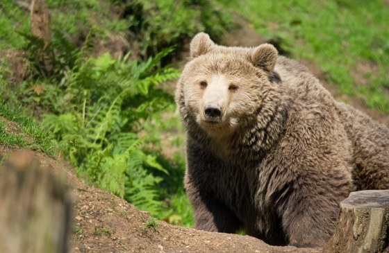 W Bieszczadach niedźwiedź zaatakował mężczyznę
