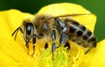 W bardzo dużym przybliżeniu na żółtym kwiatku siedzi pszczoła, której ciałko ubrudzone jest żółtym pyłkiem.