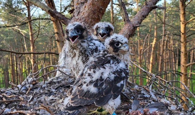 Trzy młode sokoły siedzące w gnieździe