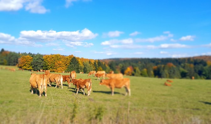 Stado jasnobrązowych krów pasie się na łące. W tle wzgórza pokryte przebarwiającymi się jesiennie drzewami.