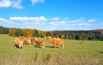Stado jasnobrązowych krów pasie się na łące. W tle wzgórza pokryte przebarwiającymi się jesiennie drzewami.