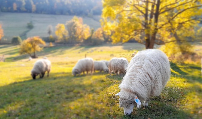 Na łące, z jesiennym krajobrazem w tle, pasą się białe owce.
