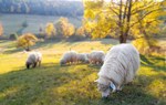 Na łące, z jesiennym krajobrazem w tle, pasą się białe owce.