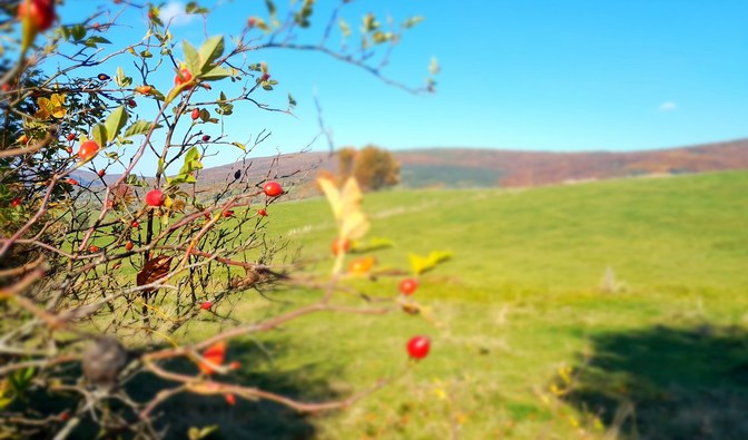 Na pierwszym planie krzew z czerwonymi owocami, a w tle rozmyty krajobraz zielonej łąki i niskich wzgórz na horyzoncie.