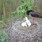 W gnieździe na dębie dorosły bocian czarny wraz z dwoma młodymi bocianami, na gałęzi w pobliżu gniazda siedzi drugi rodzic.