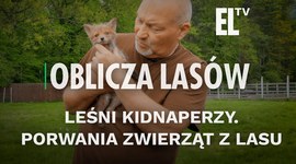 Leśni Kidnaperzy. Porwania zwierząt z lasu | OBLICZA LASÓW #150
