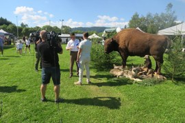Przy wypchanym żubrze, wilku i małym niedźwiadku rzecznik prasowy RDLP w Krośnie udziela wywiadu mężczyźnie z mikrofonem. Obok stoi dwóch mężczyzn trzymających na ramieniu kamery.