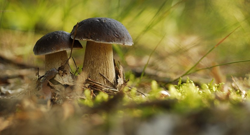 Na zdjęciu widać dwa borowiki szlachetne, smaczne grzyby, potocznie zwane prawdziwkami. Fot. Józef Sieczka