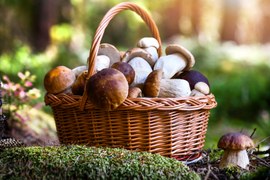 Na ściółce leśnej stoi wiklinowy koszyk pełen grzybów