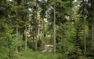 Zdjęcie przedstawia jodły w rezerwacie "Lasy Janowskie"