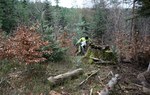 motocyklista wraz ze swoim motorem w lesie, ukryty za pniakiem