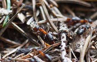Mrówka rudnica