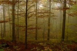 A picture of a foggy forest