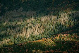 There will be no desert. Forests and climate change