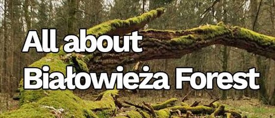 All about Białowieża Forest (lasy)